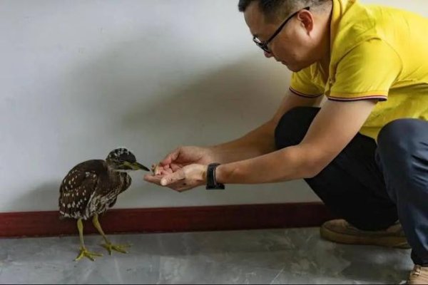 深富优配 秭归首次出现！全球仅存1000只